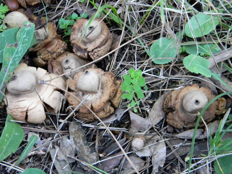 1904 Febbraio vecchio ritrovamento